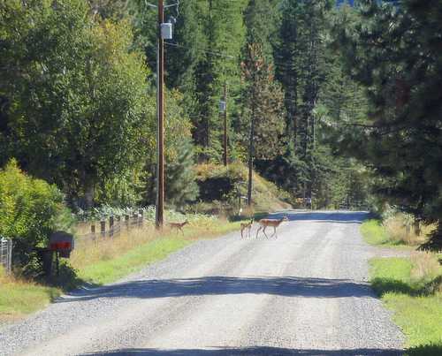 A Doe and two Fawns cross the road in front of us.